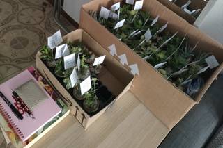 GermiGarden - 10