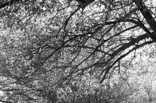 Digital Art Fotografía - 8