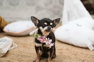 Tu perro en tu boda - 7