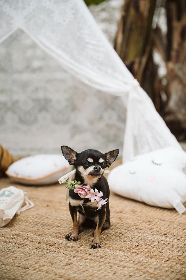 Tu perro en tu boda - 2