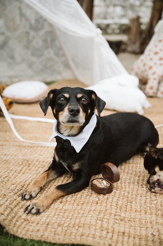 Tu perro en tu boda - 3
