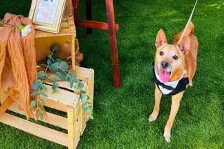 Centro Canino Quinkey - 6