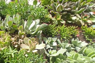 Peñis - Verd Garden Center - 3