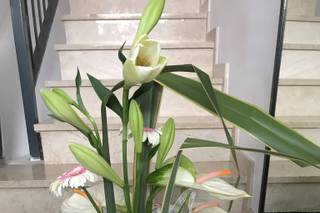 Airam Flors - 17