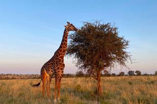 Passport Marks - 23