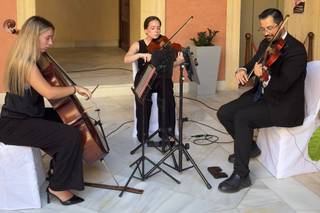 Dmviolin - 6