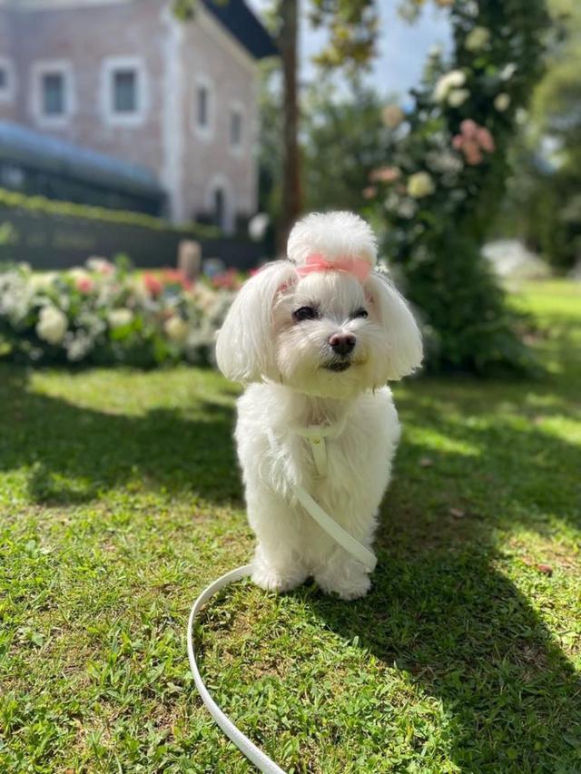 WOOWPups - 1