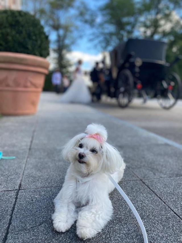 WOOWPups - 2
