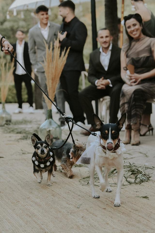 Pet Services Costa del Sol - 1