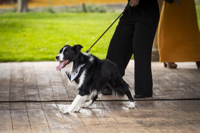 Pet Care Madrid - 3