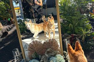 Tu perro en tu boda - 11