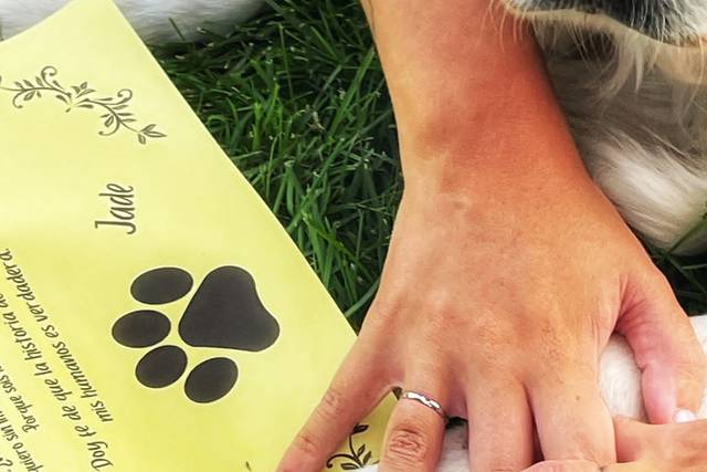 Yes! We Pet 1