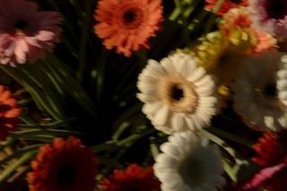 Altamirano Floristas - 5