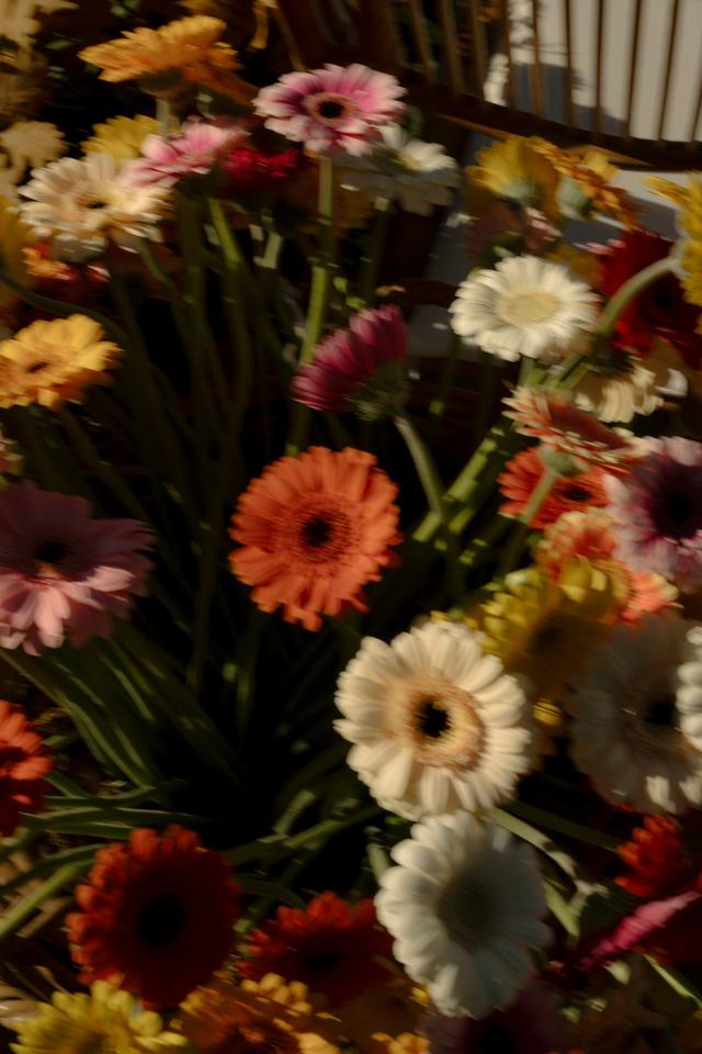 Altamirano Floristas - 2