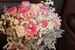 Dianthus Rosa Planellas - 8