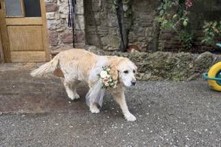 Guinardogs - 1