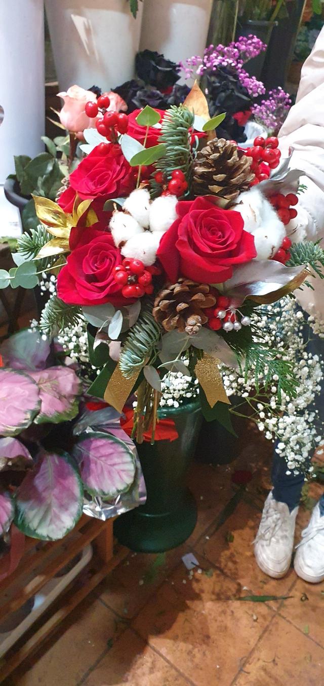 Gloxinia - 2