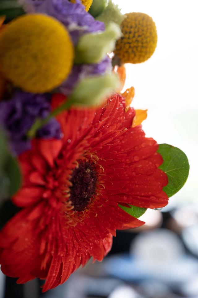 Flores Tito - 2
