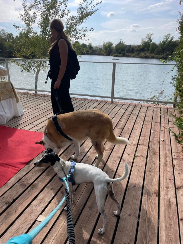 Yes! We Pet - 2