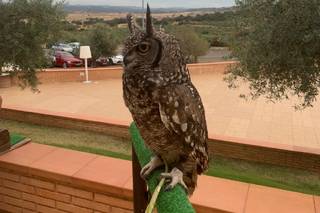 Rapaces La Medina - 7