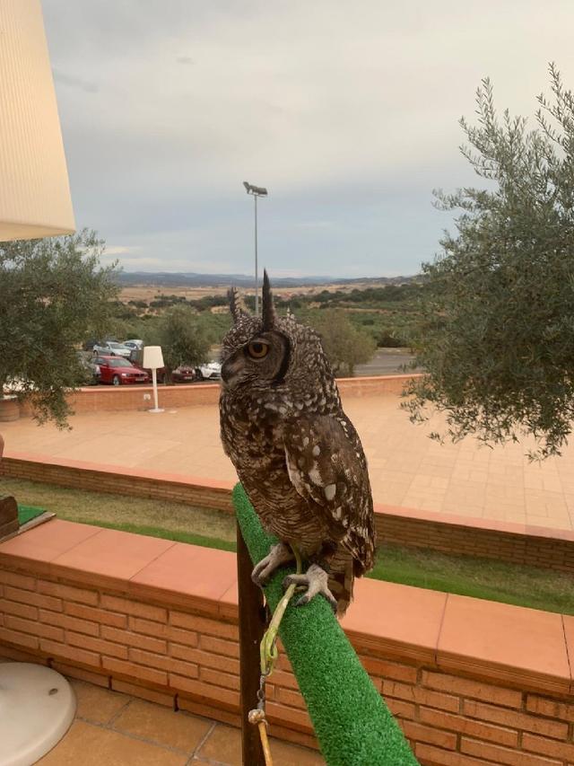 Rapaces La Medina - 2