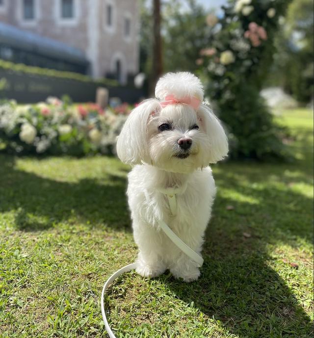WOOWPups - 4