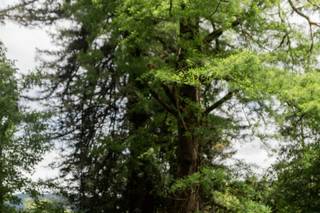 Finca Isasi - 7