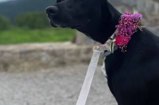 La Muga Flors - 9