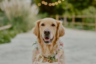 Fur-ever after - Cuidadora de mascotas - 8