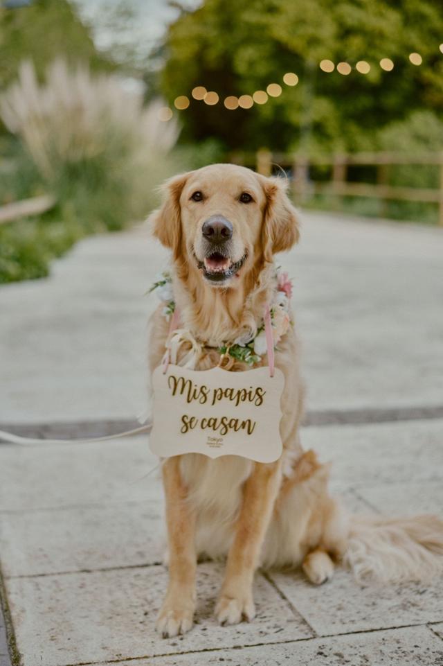 Fur-ever after - Cuidadora de mascotas - 2