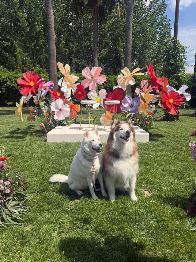 Bodas con Huella - Tu Perro en tu Evento - 3