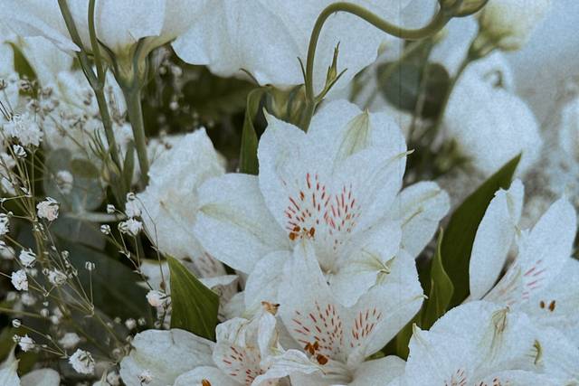 Nerine Arte Floral 4