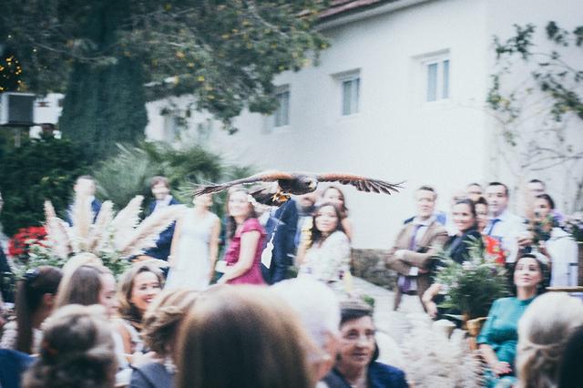 Falcons Galicia - 1