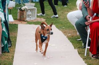 Guinardogs - 7