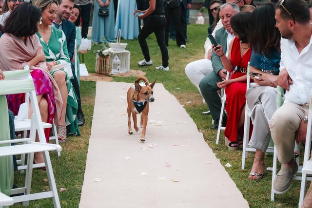 Guinardogs - 3