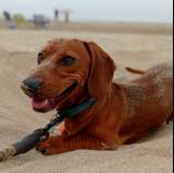 David
