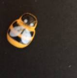 Beatriz