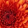 Lieve