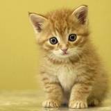 María