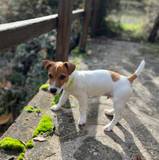 Pablo