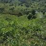 Alayana
