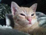 Rebeca