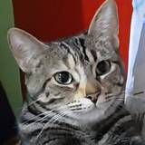 Cristina