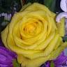 M. Carmen