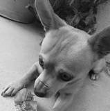 Paco