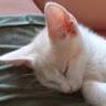 Conchi
