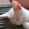 Conchi