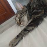 Almu