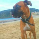 Hector