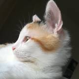 Antonio
